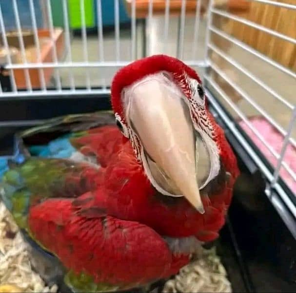 Red macaw parrot 03086827902 3