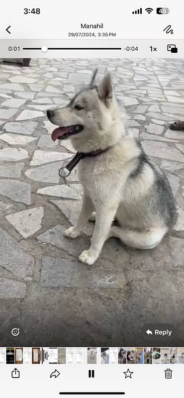 Beautiful Husky Female 0