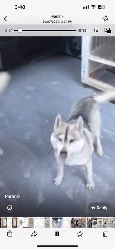 Beautiful Husky Female 1