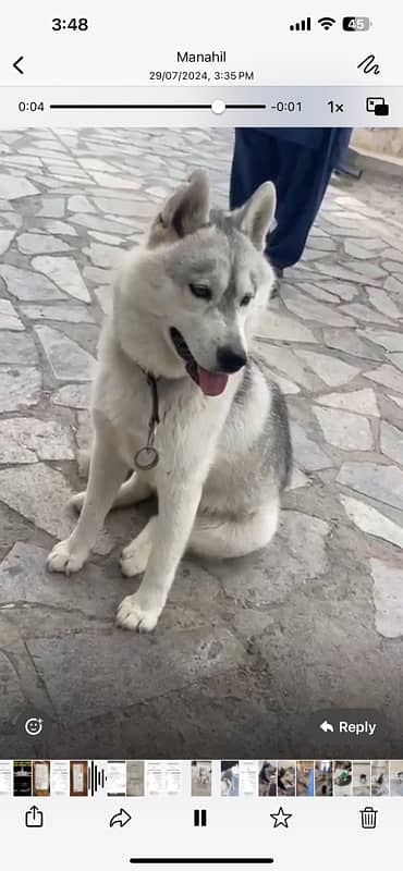 Beautiful Husky Female 2