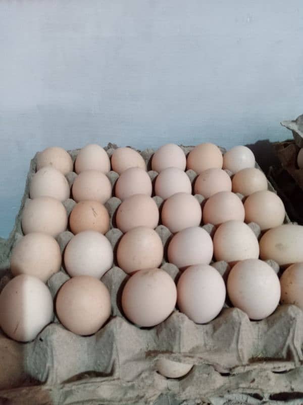 Fresh golden misri starter hens and eggs available 3