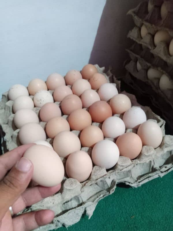 Fresh golden misri starter hens and eggs available 5