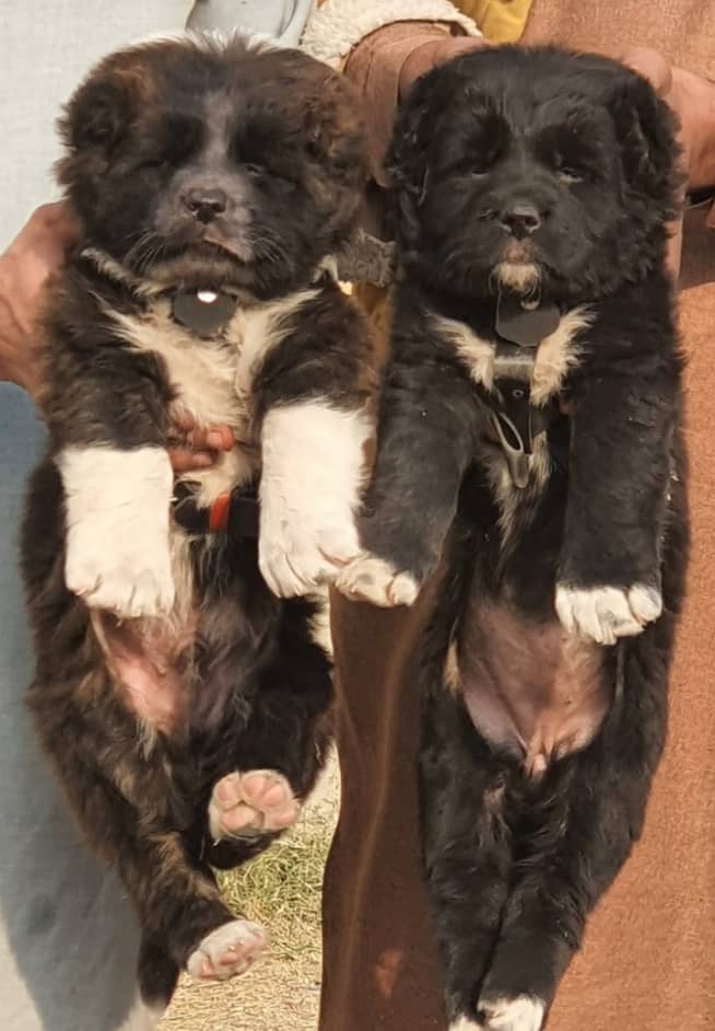 Bakarwal dogs pair male female age 2 month havey bone for sale 0