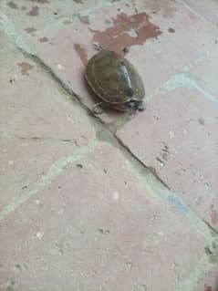 Turtle