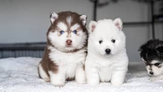 Husky puppies