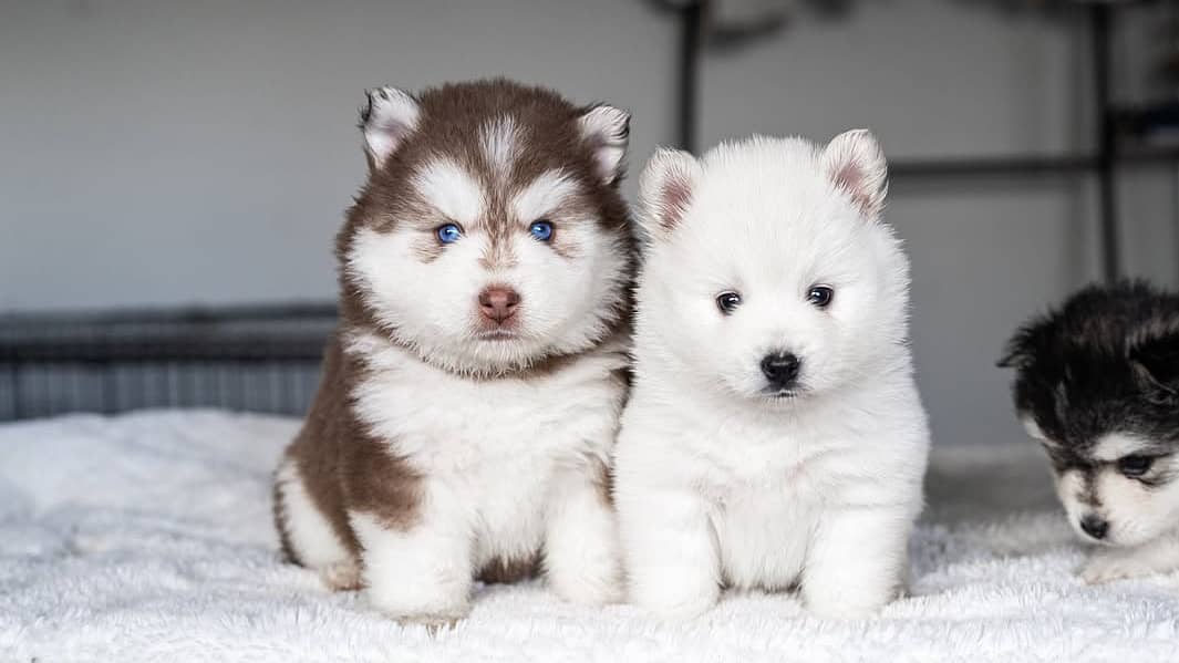 Husky puppies 0