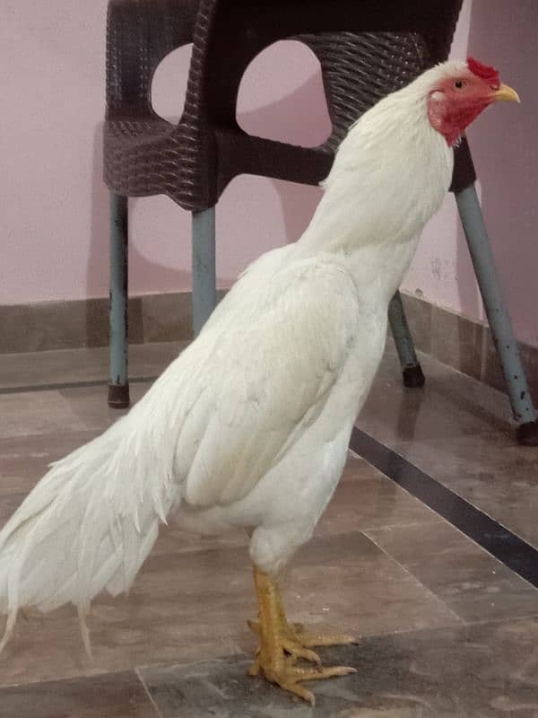 White Murga For sale 2