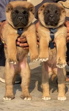 Kurdish kangal dog's male female age 2 month havey bone for sale