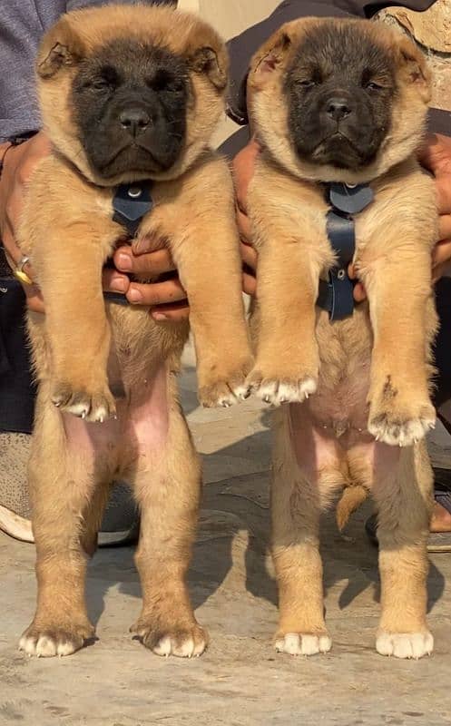 Kurdish kangal dog's male female age 2 month havey bone for sale 0