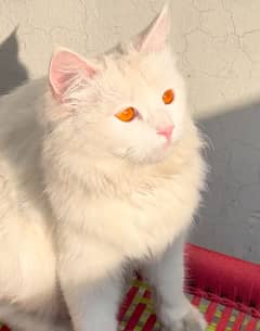 Persian Cat Female For Sale