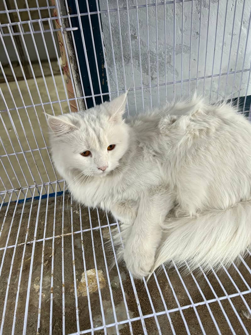 Persian Cat Female For Sale 1