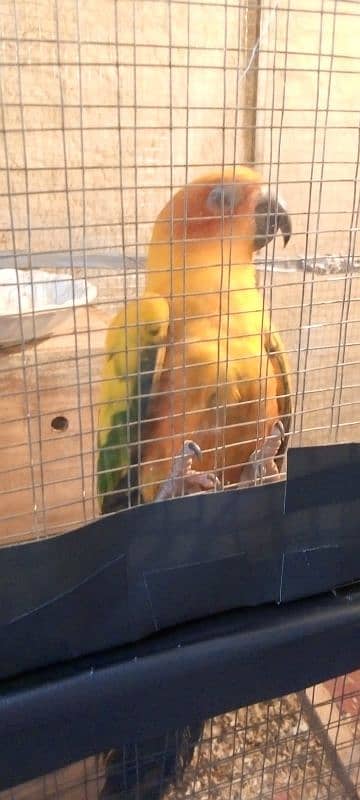 urgent sale ,sun conure with big box and cage , handsome deal 0