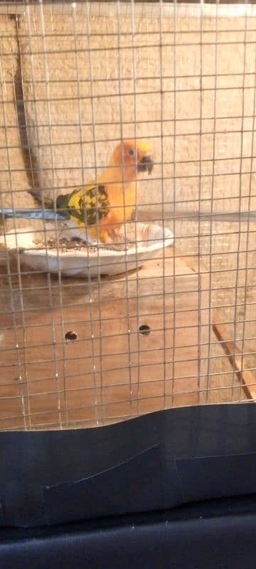 urgent sale ,sun conure with big box and cage , handsome deal 1