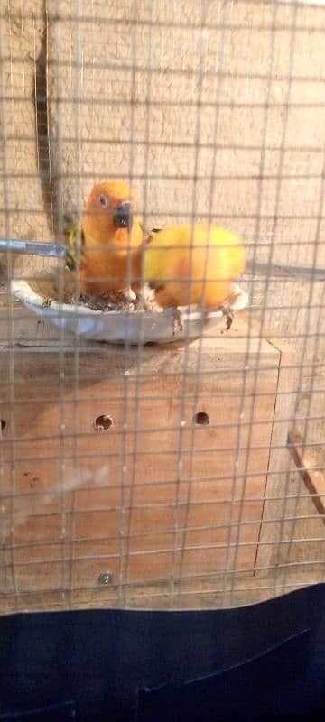 urgent sale ,sun conure with big box and cage , handsome deal 2