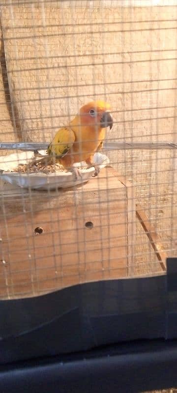 urgent sale ,sun conure with big box and cage , handsome deal 3