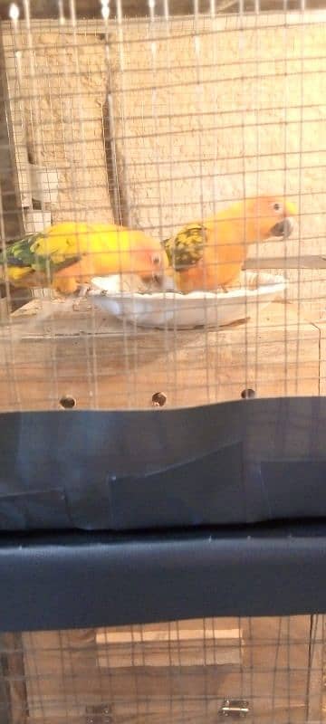 urgent sale ,sun conure with big box and cage , handsome deal 4