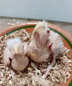 Cream Cocktail Chicks