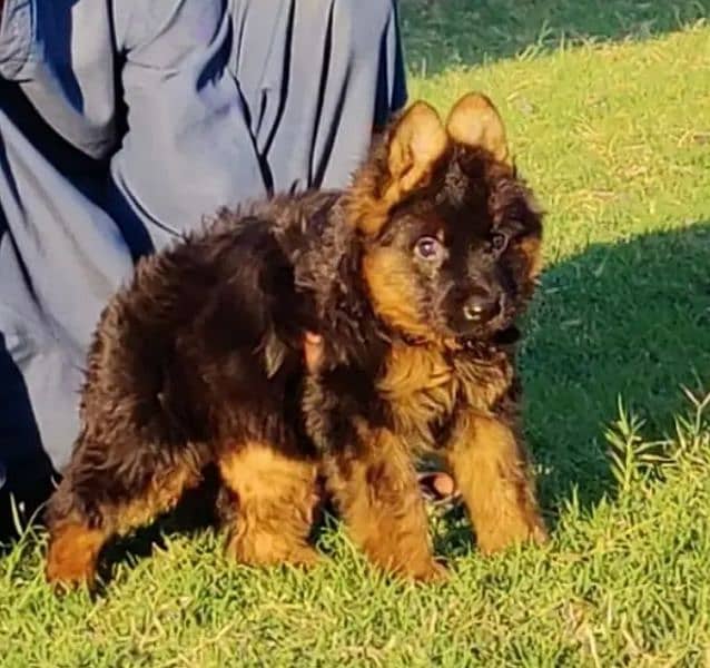 German Shepherd puppies 03263607292 1