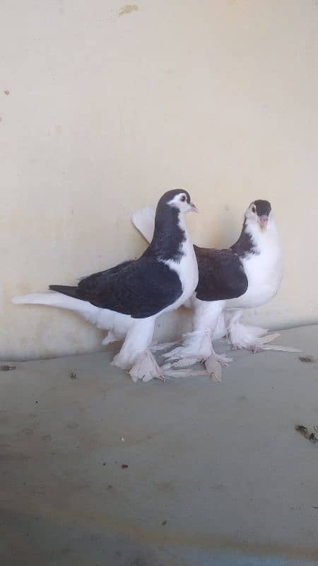 German Lahore Sherazi pigeon 3185461922 1