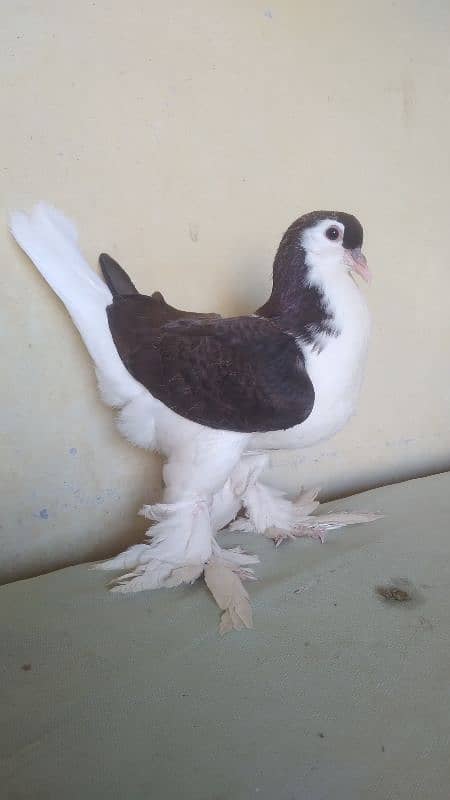 German Lahore Sherazi pigeon 3185461922 4