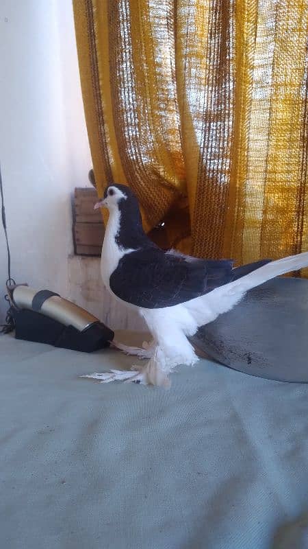 German Lahore Sherazi pigeon 3185461922 5