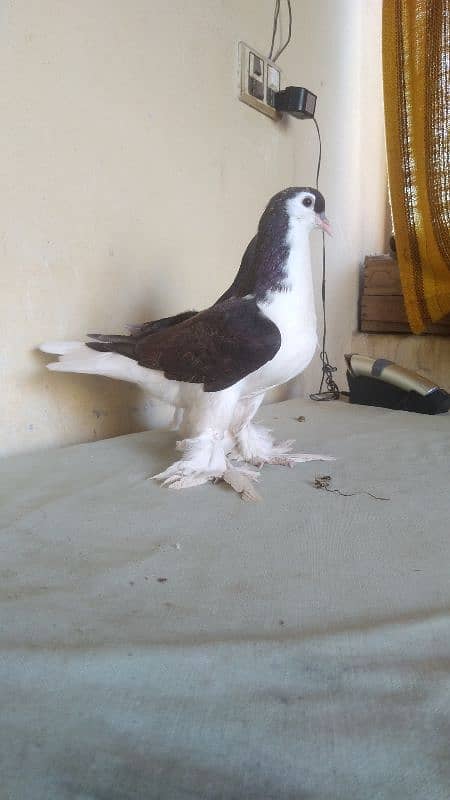 German Lahore Sherazi pigeon 3185461922 6