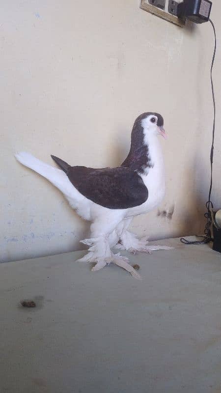 German Lahore Sherazi pigeon 3185461922 7