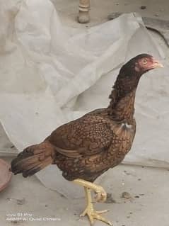 Aseel female / Hen / Murgi