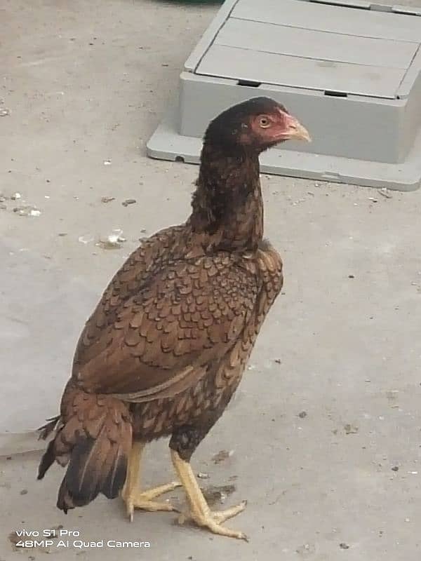 Aseel female / Hen / Murgi 2