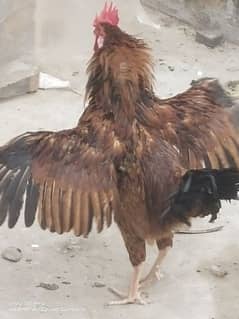 ghar ka pala Desi Murga 1300/kg / rooster/ Cock / Aseel