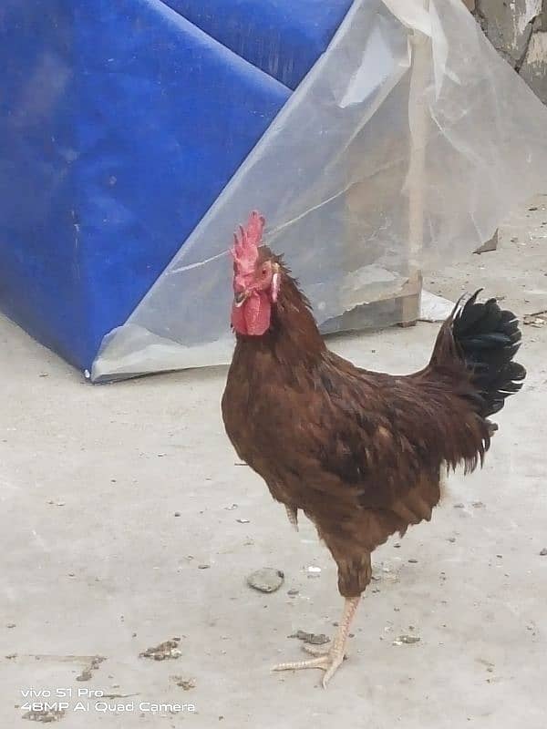 ghar ka pala Desi Murga 1300/kg / rooster/ Cock / Aseel 1