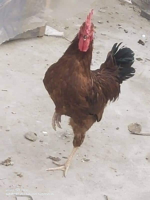 ghar ka pala Desi Murga 1300/kg / rooster/ Cock / Aseel 2