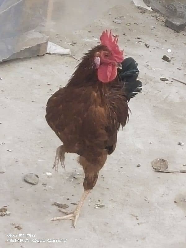 ghar ka pala Desi Murga 1300/kg / rooster/ Cock / Aseel 3