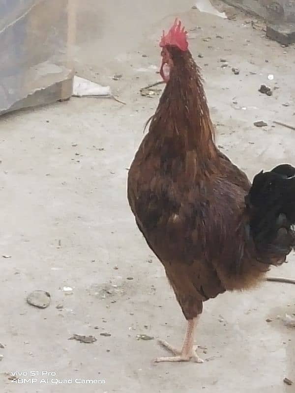 ghar ka pala Desi Murga 1300/kg / rooster/ Cock / Aseel 4