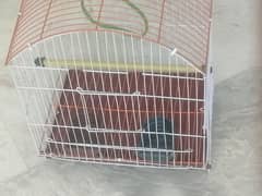 birds cage pinjra