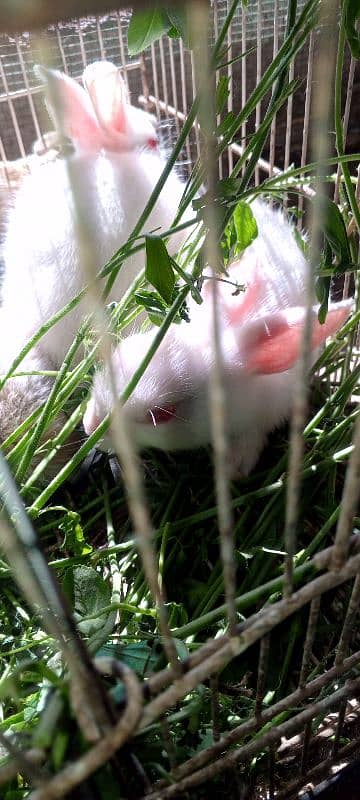 new born baby and breading pairs 3