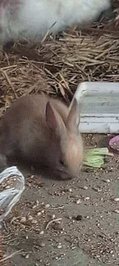 new born baby and breading pairs