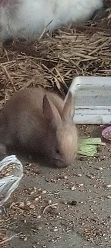 new born baby and breading pairs 5