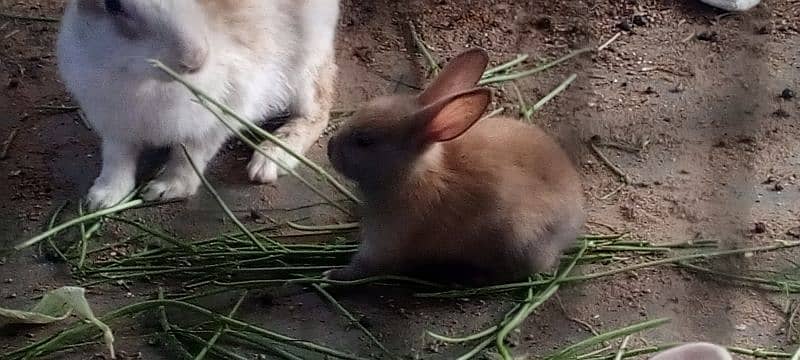 new born baby and breading pairs 7