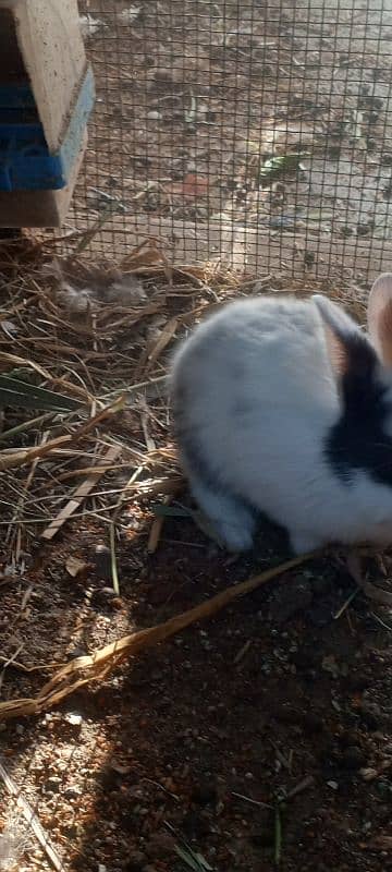 new born baby and breading pairs 10