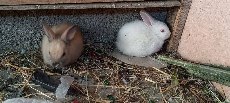 new born baby and breading pairs 12