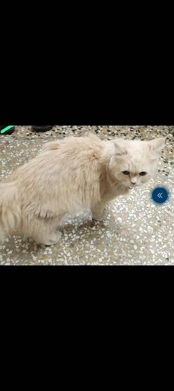 Persian cat double coated 2