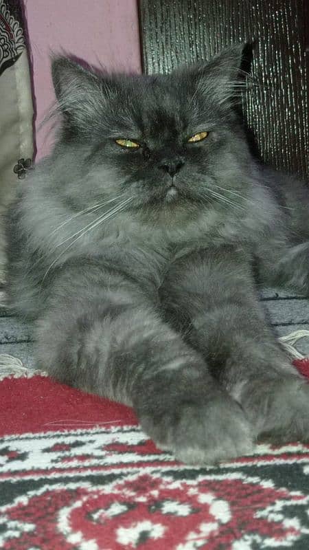 Black persian male cat 1