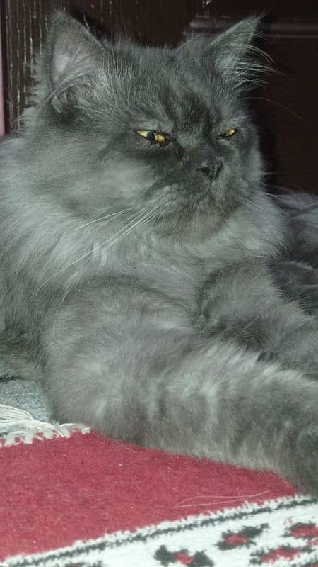 Black persian male cat 2