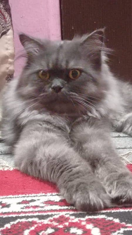 Black persian male cat 3