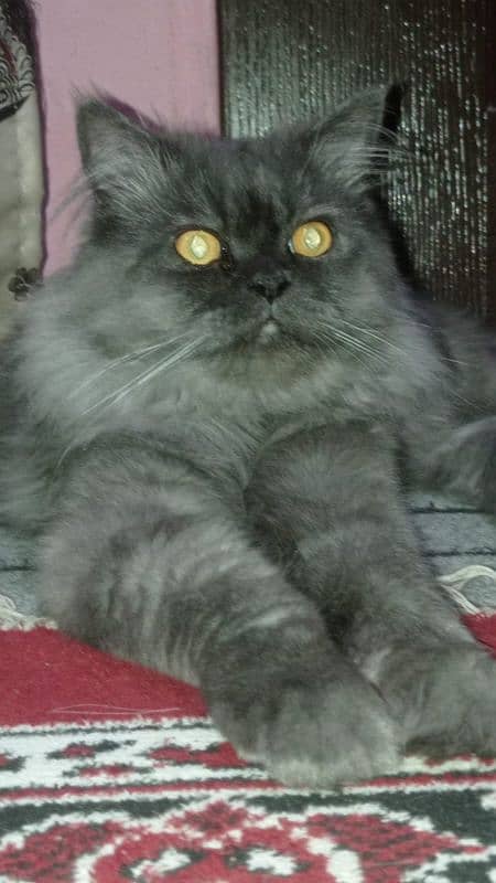 Black persian male cat 4