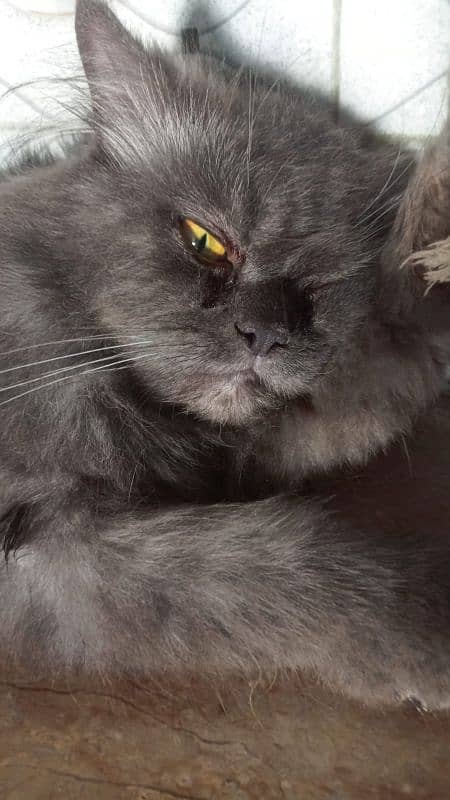 Black persian male cat 5