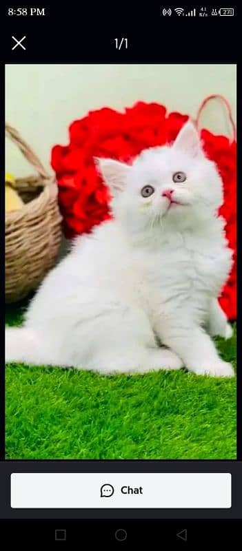 Beautiful persian female kitten for sale 0