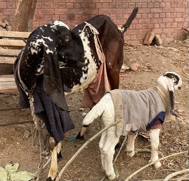 Bakri For Sale 0304-9596983 1