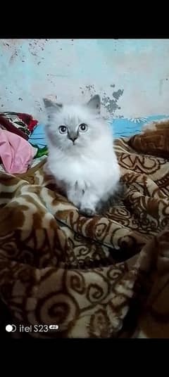 Himmaliyan persion kitten for sale